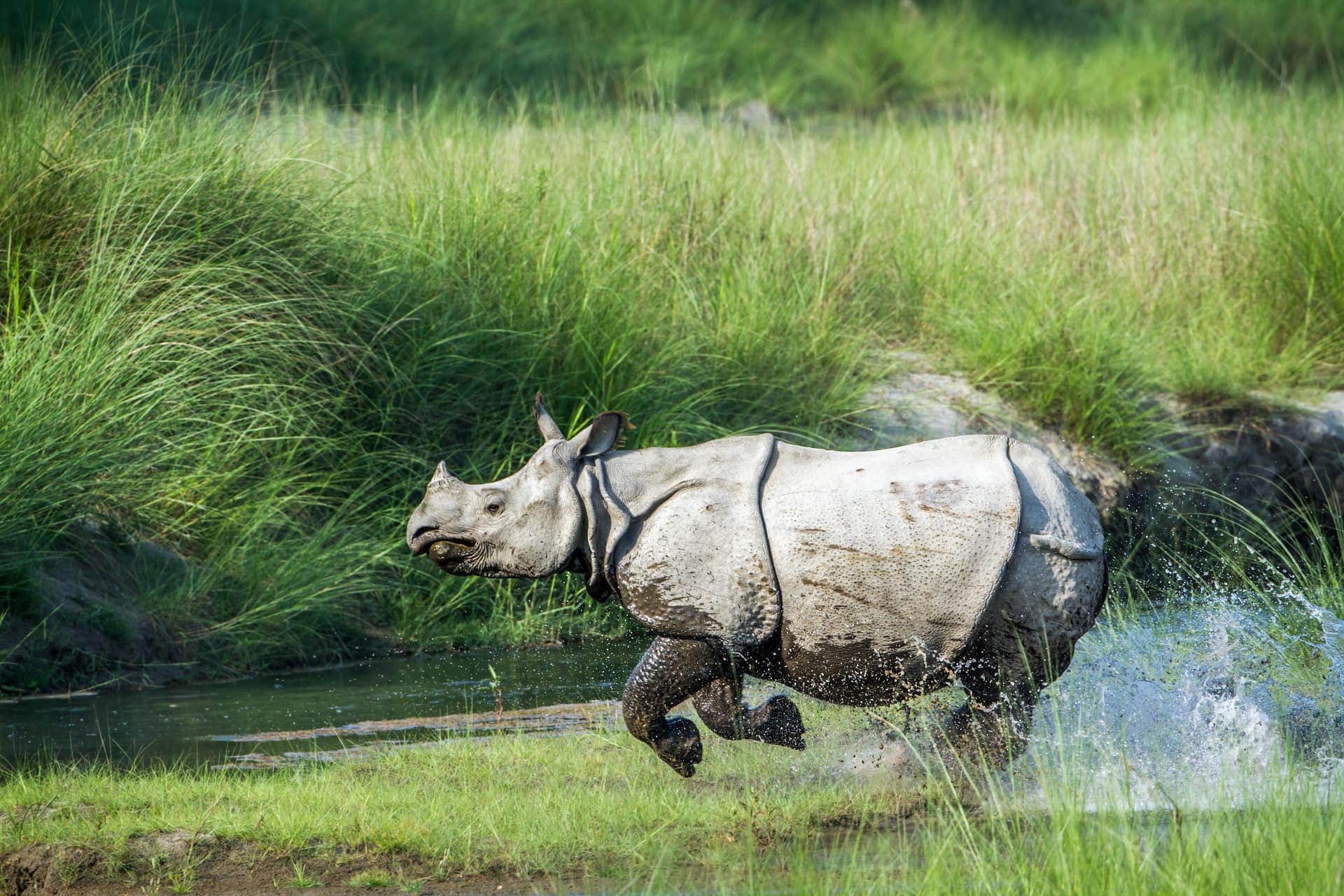 Asian Rhino Kaziranga National Park Assam India