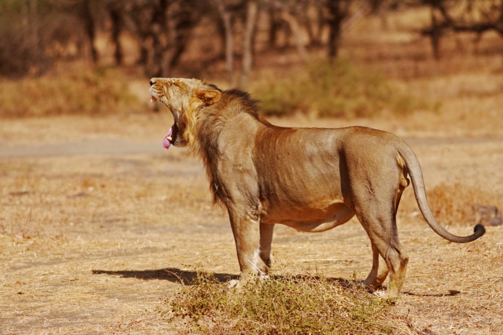 Lion asiatique qui bâille au Gir National Park, Gujarat