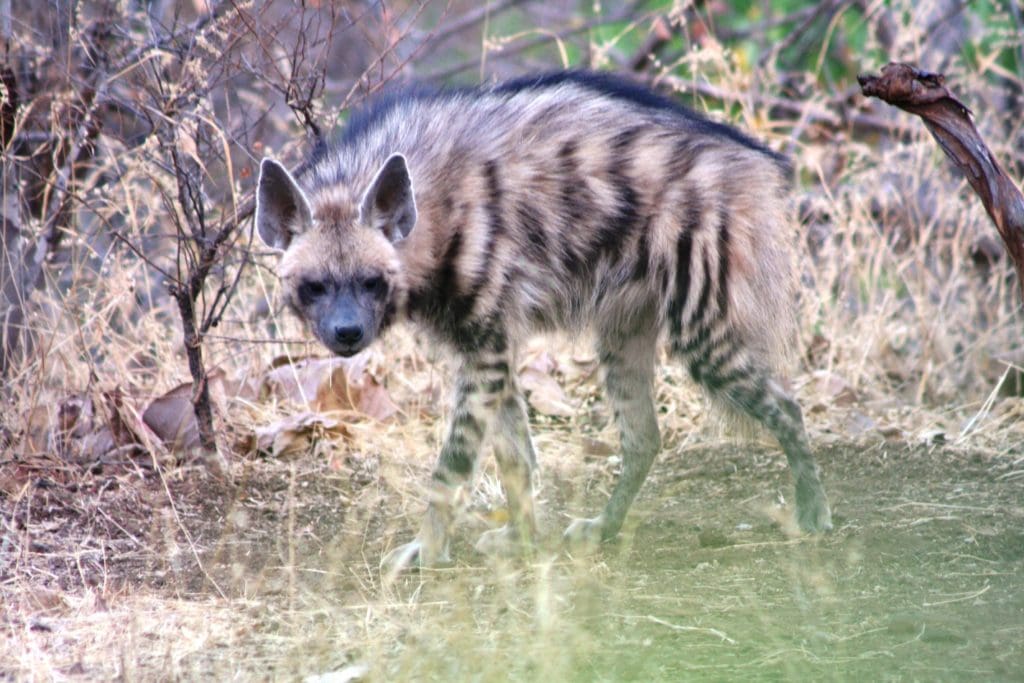 Hyène Rayée au Blackbuck National Park, Gujarat