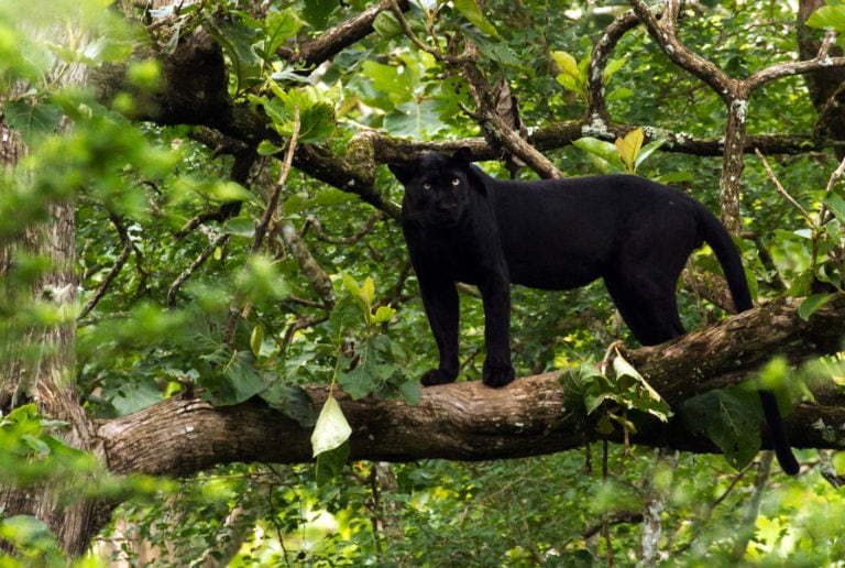 Panthère noire, Nagarhole National Park