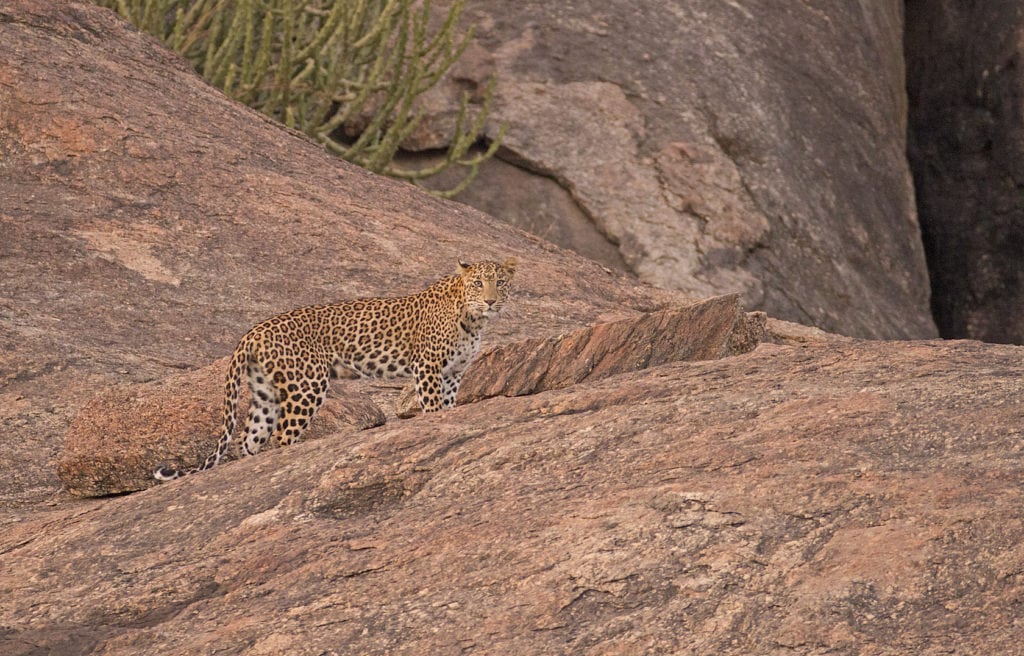 Léopard avec son camouflage naturel à Bera au Rajathan