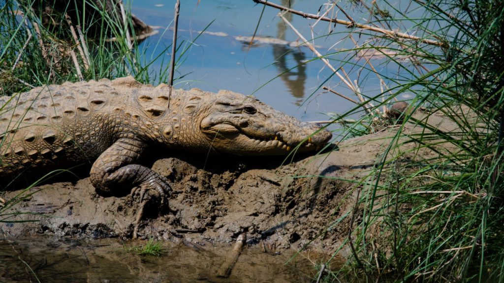 Marsh Crocodile in Bardia National Park, Nepal