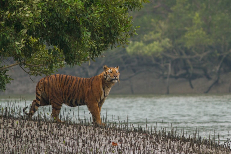 Tigre du Bengale au Parc National des Sundarbans