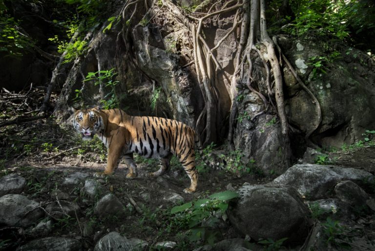 Tigre au Chitwan National Park, Paul McDougall