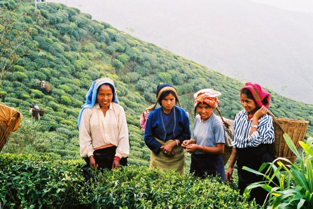 Plantation de thé à Lava, Kalimpong