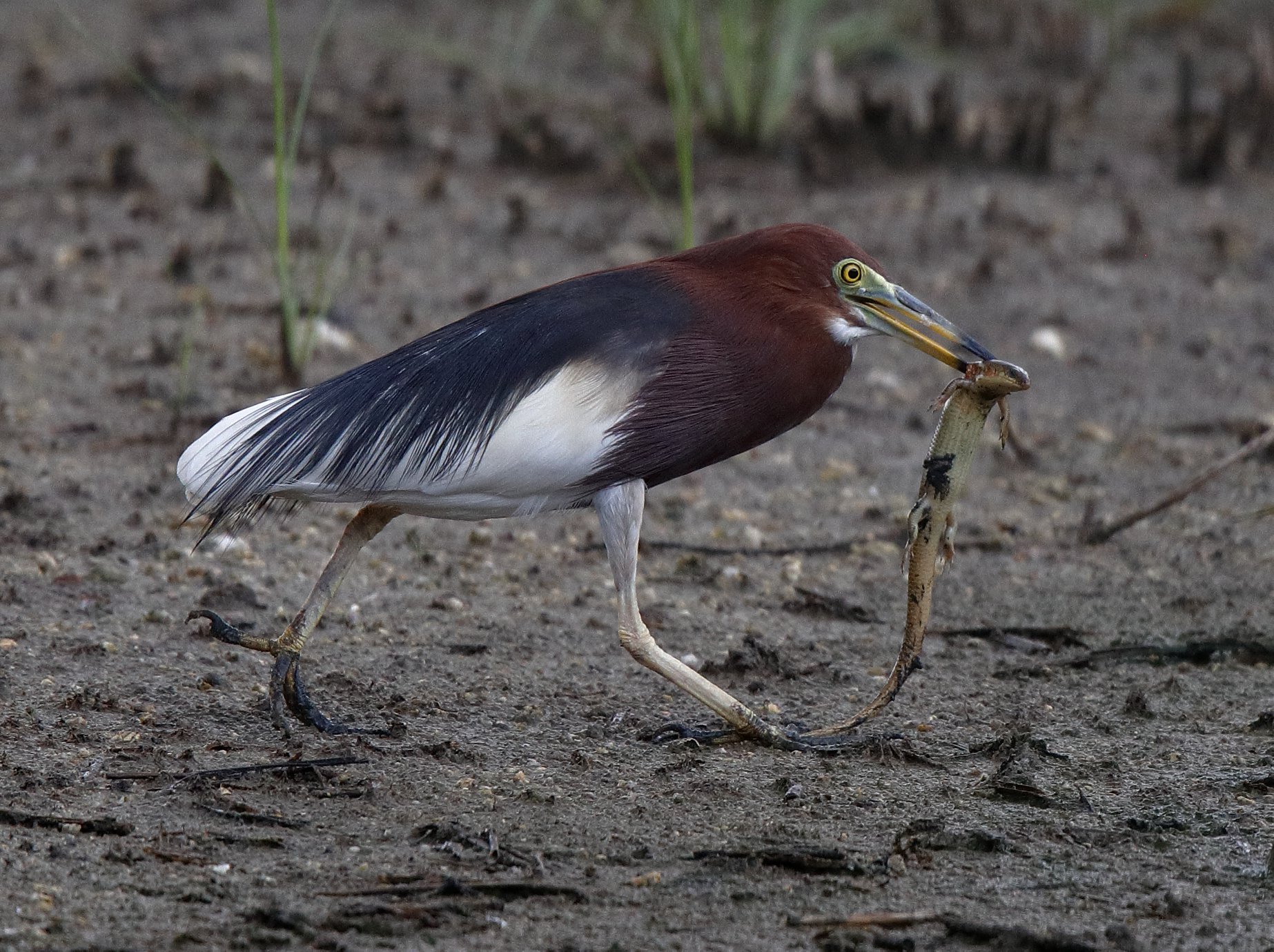 Poitrine Pêche Waders pour Hommes et Femmes, Nylon Haiti