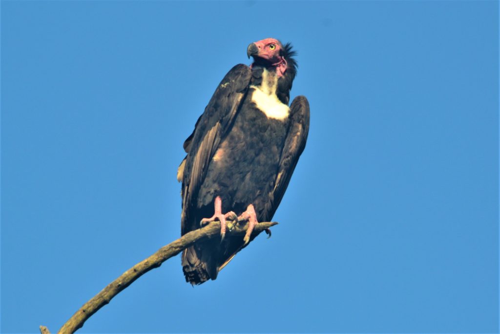 Photo en cadre - Le condor andin est le plus grand oiseau volant au monde  Cadre photo